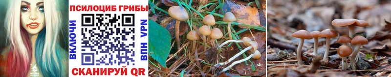 Галлюциногенные грибы Psilocybe  Буй 